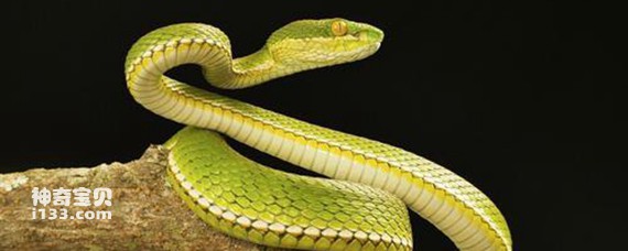 龙蛇是什么动物