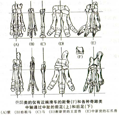 奇蹄类动物的起源与特征