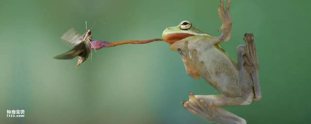 青蛙舌头的特点和作用是什么