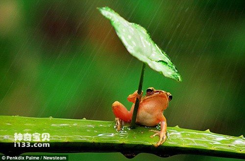 青蛙在雨中紧紧抱着叶子避雨