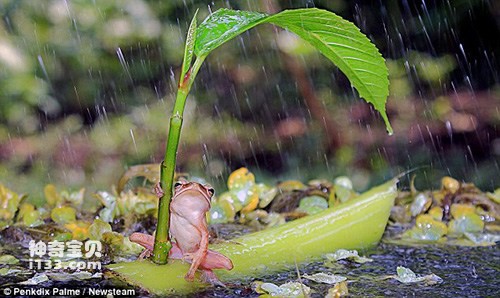 聪明树蛙以叶为伞倾盆大雨中坚持30分钟（组图）（4）