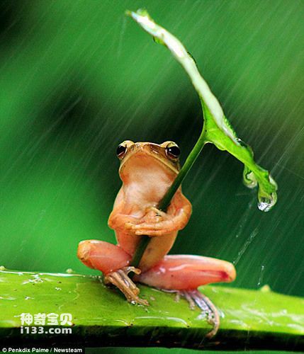 聪明树蛙以叶为伞倾盆大雨中坚持30分钟（组图）