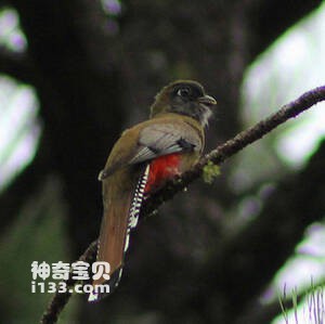 高山美洲咬鹃