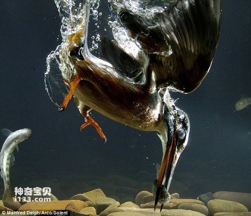 翠鸟潜入水底捕鱼。