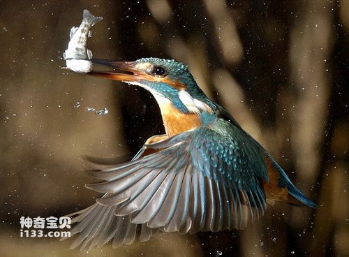 摄影师抓拍翠鸟捕食精彩瞬间。