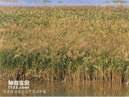 生机勃勃的芦苇及盐生水草海岸