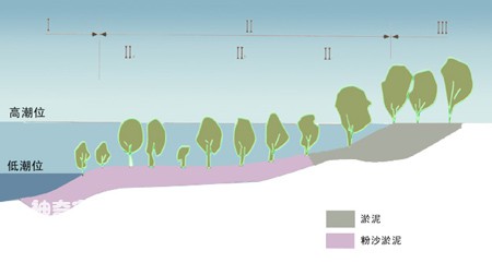 层林尽染的红树林海岸