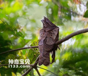 栗颊蟆口鸱