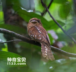 鳞腹蟆口鸱