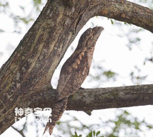 云斑蟆口鸱