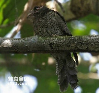 斑裸鼻鸱