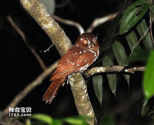 阮氏裸鼻鸱