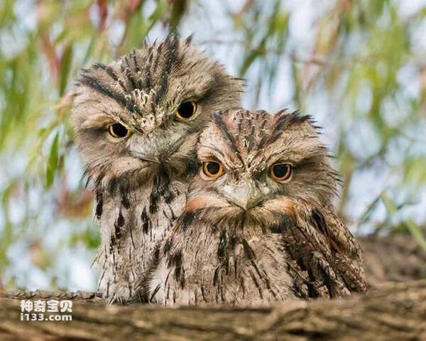 茶色蟆口鸱_九雷图片转换器.jpg