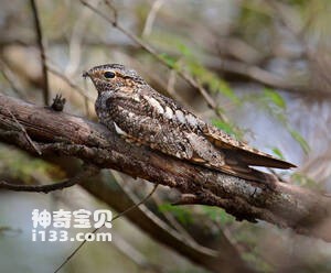 小灰眉夜鹰