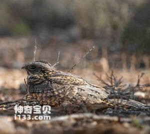 斑毛腿夜鹰