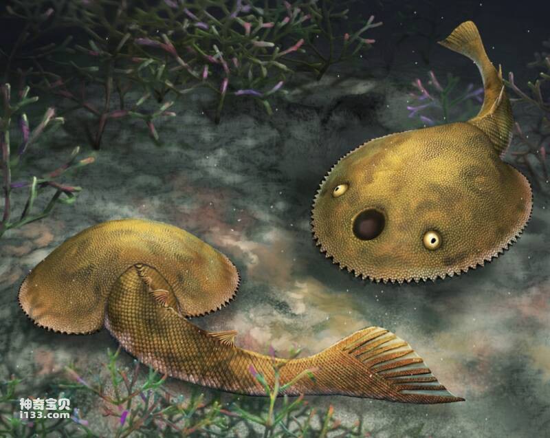 广西发现九尾狐甲鱼化石(4.1亿年前的远古生物)