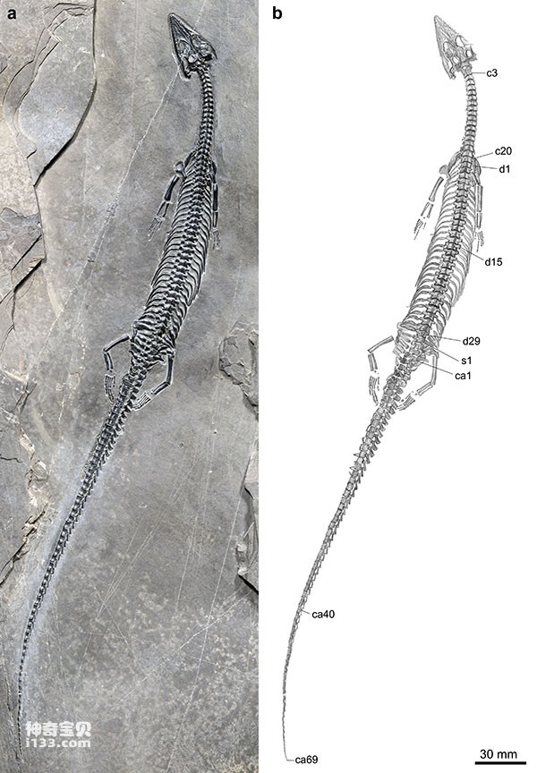 云南发现长尾红河龙化石(世界上尾巴最长的肿肋龙类)