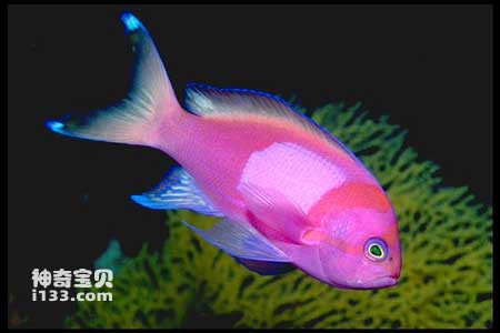 紫印鱼的特点及生活习性