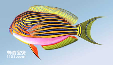 彩带刺尾鱼的特点及生活习性