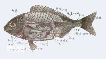 海洋鱼类的主要特征(种类繁多的游泳动物)