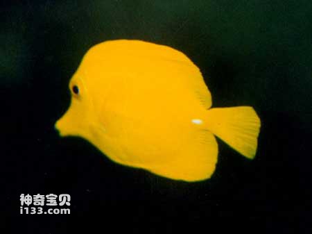 黄高鳍刺尾鱼的特点及生活习性