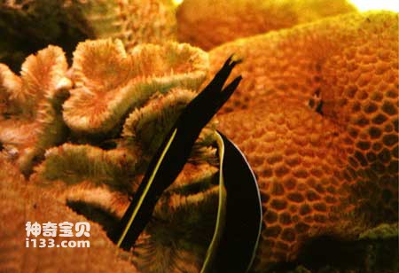 黑体管鼻海鳝的特点及生活习性