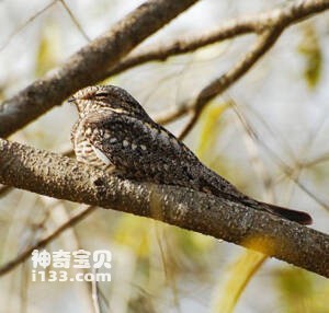 褐领夜鹰