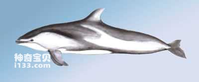 太平洋短吻海豚的特点及生活习性