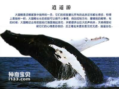 鲸的特点及生活习性