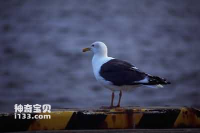 海鸥的特点及生活习性(海港清洁工)