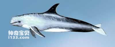 灰海豚的特点及生活习性