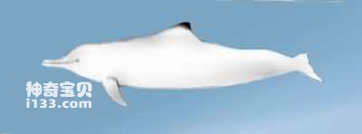 中华白海豚的特点及生活习性