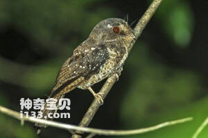 阿氏裸鼻鸱