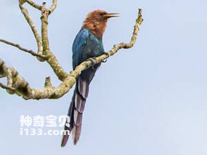 栗头林戴胜