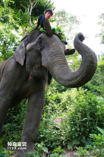 亚洲象保护的文化因素：泰国