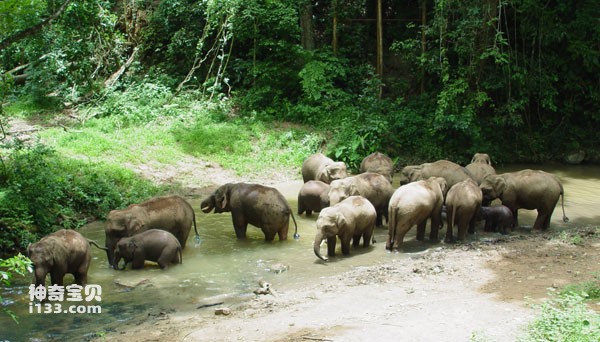 中国参观亚洲象的旅游景点：野象谷