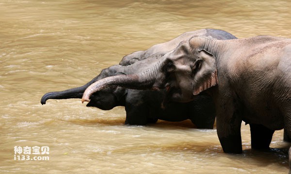 亚洲象的进化：亚洲象的出现