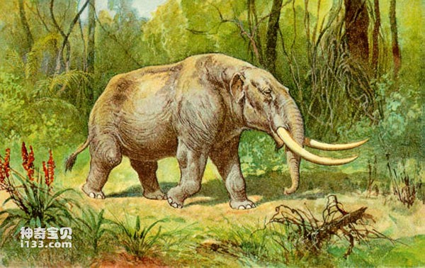 亚洲象的进化：乳齿象类