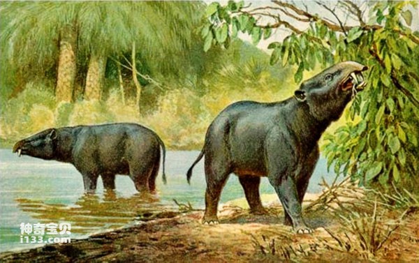 亚洲象最原始的祖先：始祖象
