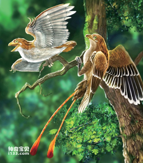 孔子鸟的化石特征
