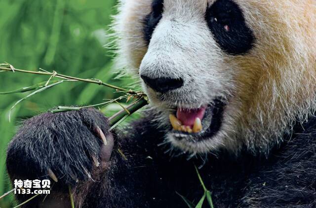 熊猫为什么喜欢食竹子