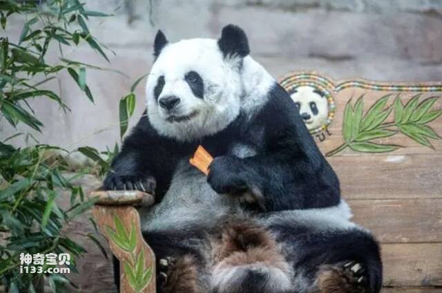 旅居泰国清迈的大熊猫林惠不幸去世