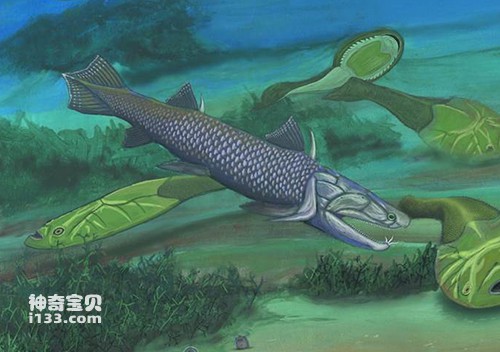 硬骨鱼纲的起源与早期演化