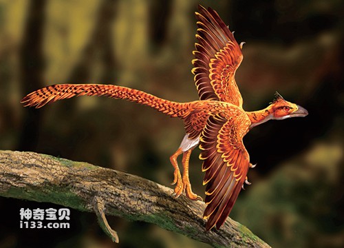 原始热河鸟化石及生态复原图