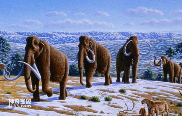亚洲象的进化：亚洲象的出现