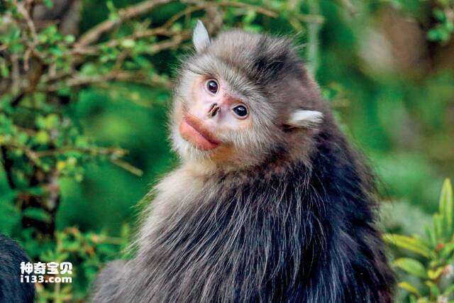 世界上最珍贵的灵长类动物——滇金丝猴