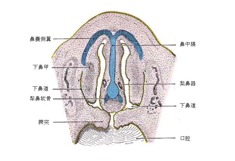 人类进化的十个“遗产”