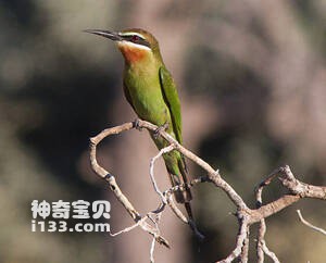 马岛蜂虎