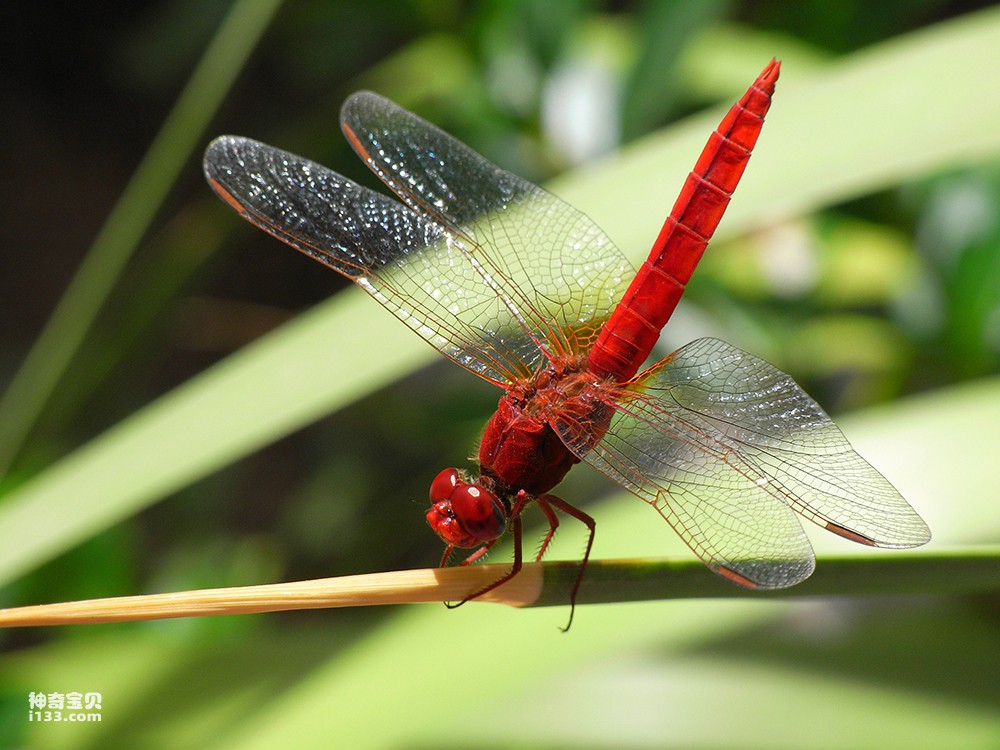 蜻蜓眼中世界的色彩更艳丽