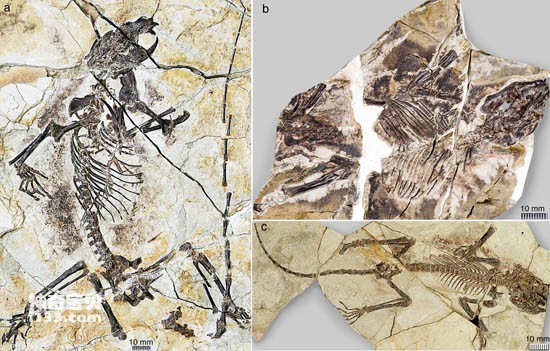 中国侏罗纪神仙二兽(1.6亿年前的真贼兽化石)
